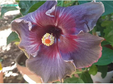 Hibiscus flower white pink purple giant seeds for planting in tropical exotic gardens