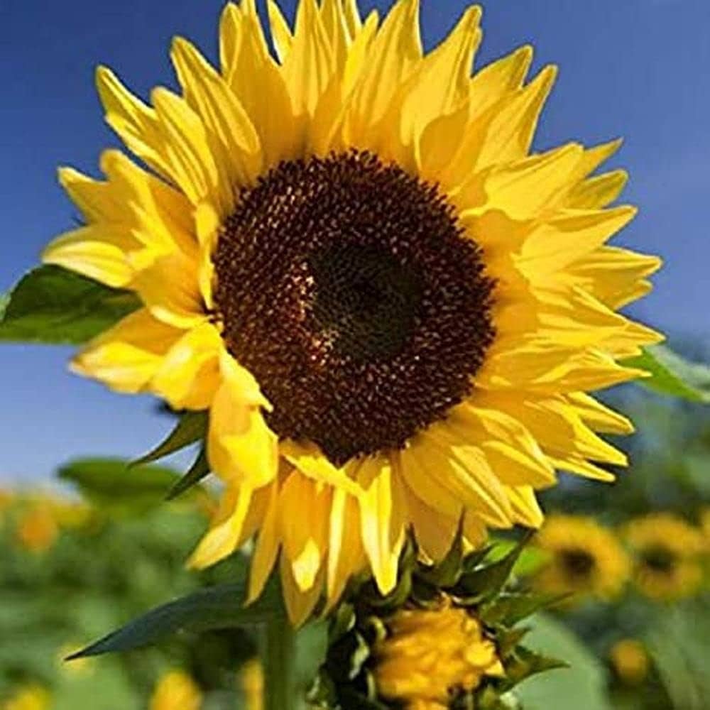 Wild sunflower Helianthus annuus grauer streifen seeds for planting in pollinator gardens or backyard borders