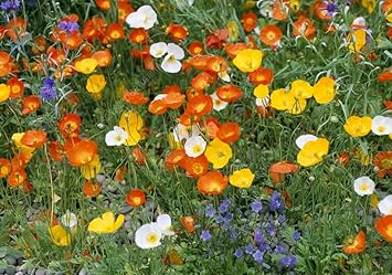 Nudicaule Flower Seeds for Planting, Heirloom, Non-GMO, 100