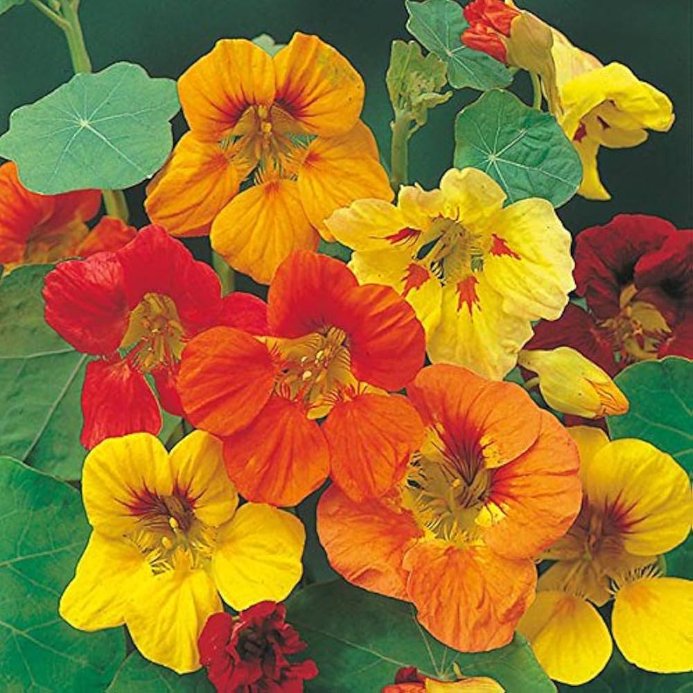 Hirlybird flower seeds annual yellow ribbed variety for planting in backyard flower beds or balcony pots