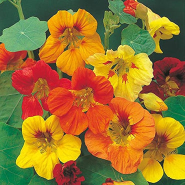 Hirlybird flower seeds annual yellow ribbed variety for planting in backyard flower beds or balcony pots