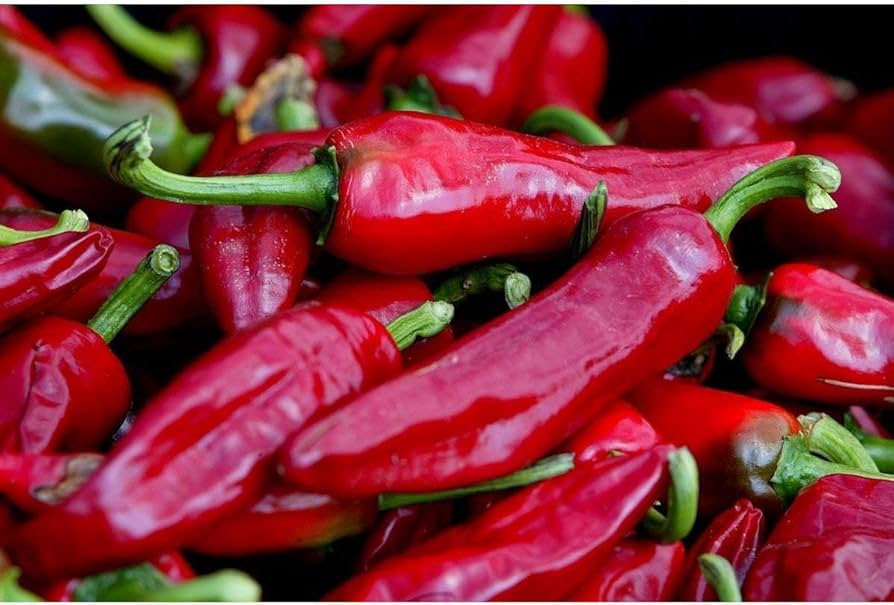 Fresno pepper seeds – mildly hot chili for salsa and grilling
