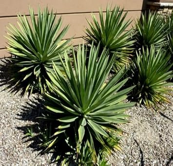Green Agave Angustifolia Plant Seeds – Heirloom Non-GMO Succulent Seeds for Drought-Tolerant Gardens