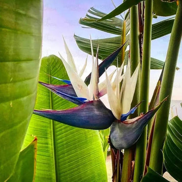 Heirloom Non-GMO White Strelitzia Reginae Flower Seeds for Planting – Exotic Bird of Paradise Seeds