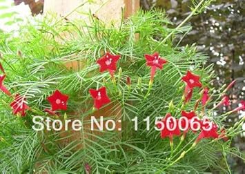 Red Cypress Seeds for Planting – Organic, Heirloom, Non-GMO Flower Seeds