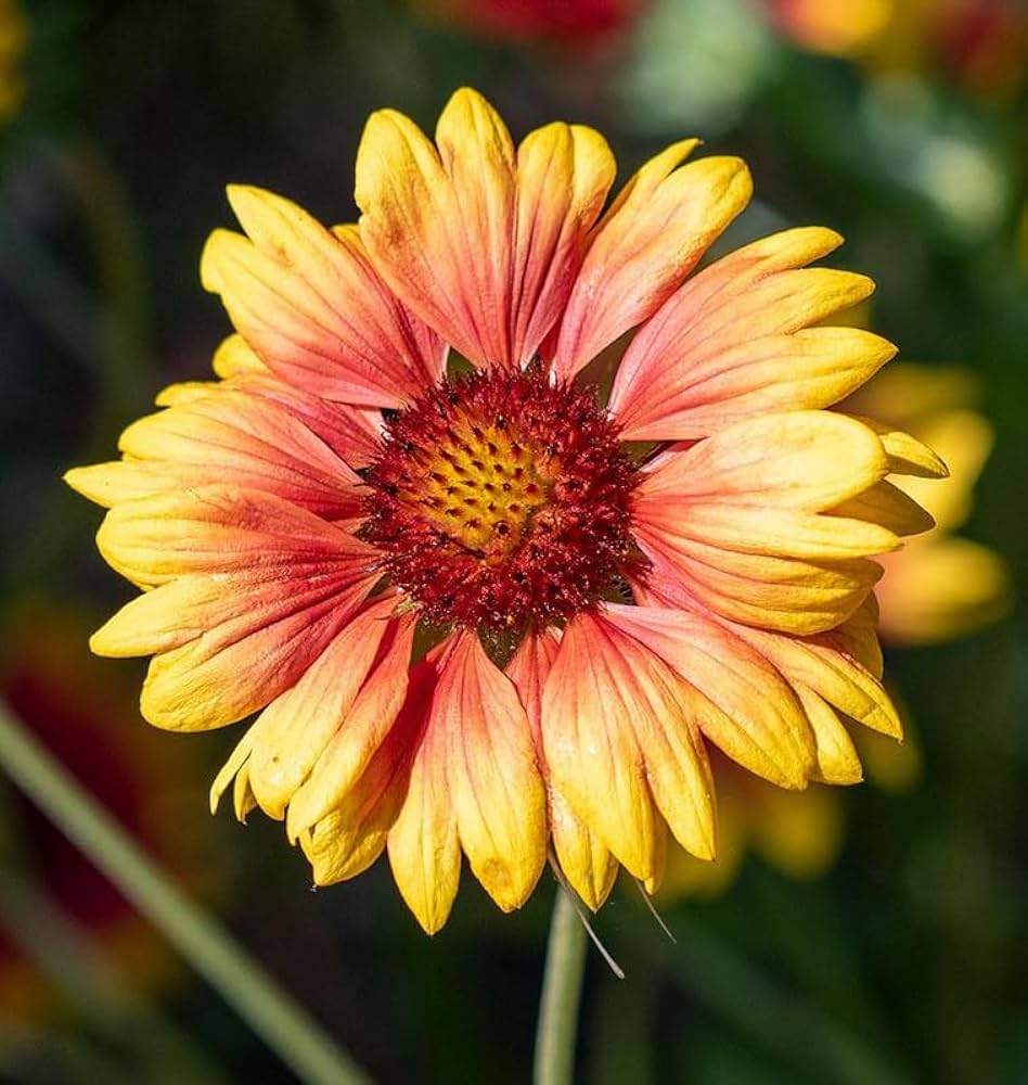 Indian Blanket flower grown from seeds with vibrant red and yellow daisy-like blooms