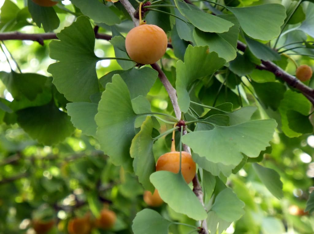 Honeydew Melon Seeds - Grow Sweet and Refreshing Fruits for Summertime Treats 100 pcs