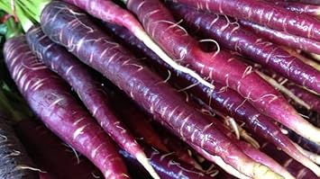 Purple Carrot Seeds for Planting - 100 pcs