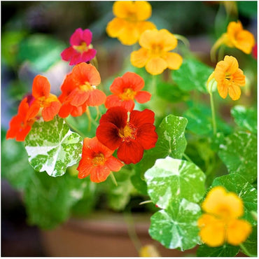 Dwarf nasturtium Tropaeolum majus alaska-gold flower seeds for planting in wild gardens or hanging baskets