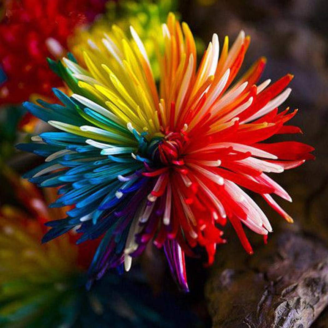 Rainbow Chrysanthemum Rare Color Flower Seeds for Home and Garden Planting
