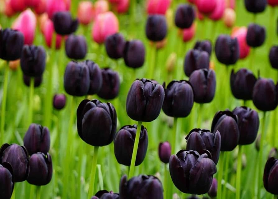 Double tulip flower Tulipa spp. seeds for planting in garden beds or colorful balcony planters