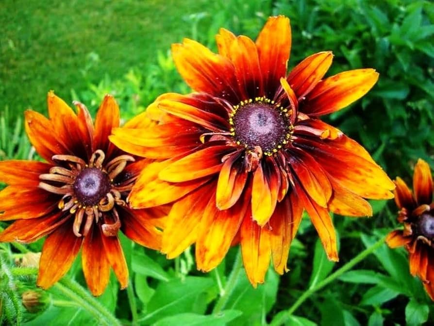 Black-eyed Susan flower Rudbeckia hirta seeds for planting in sunny flower beds and cottage gardens