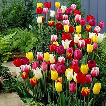 Double tulip flower Tulipa spp. seeds for planting in ornamental beds or garden containers