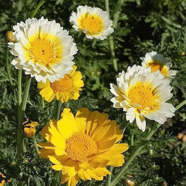Chrysanthemum Glebionis coronaria Flower Seeds for Planting Crowndaisy Variety in Backyard Garden