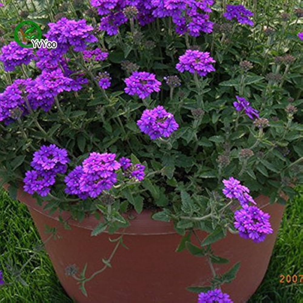 Moss Verbena Mixed Colors Ground Cover Flower Seeds