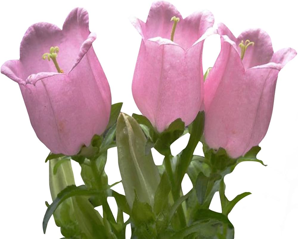 Campanula flower Campanula spp. seeds for planting in home garden or ornamental balcony containers