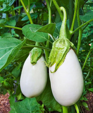 Eggplant Solanum melongena Vegetable Seeds for Planting White Variety in Kitchen Garden