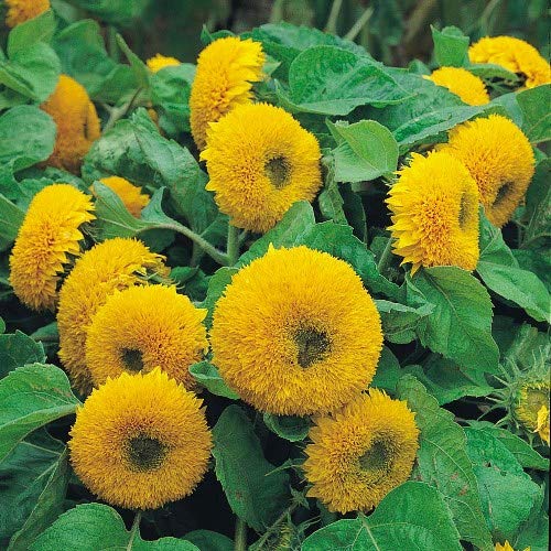 Heirloom Non-GMO Teddy Sunflower Flower Seeds for Planting – Fluffy Dwarf Garden Blooms - Non-GMO for planting in home garden