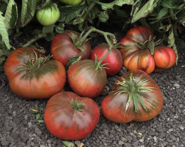 Brandywine Black tomato seeds for planting deep-colored rich heirloom tomatoes