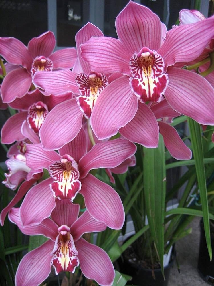 Chinese Cymbidium Mixed Varieties Rare Orchid Flower Seeds