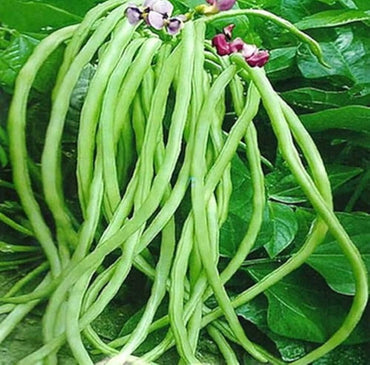 Venezia Bean Seeds for Planting - Unique Variety heirloom & Non GMO Seeds