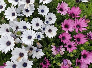Mixed Osteospermum Flower Seeds - 100 pcs