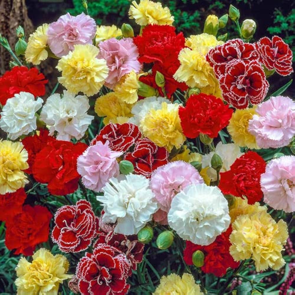 Carnation flower Dianthus caryophyllus seeds for planting in backyard garden with mixed colors