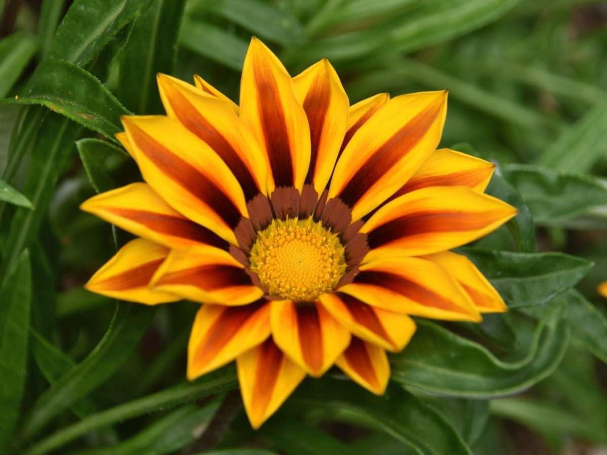 Heirloom Non-GMO Gazania Rigens Flower Seeds for Planting – Bright Drought-Tolerant Garden Blooms
