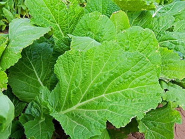 Mustard Florida Broadleaf Vegetable Seeds