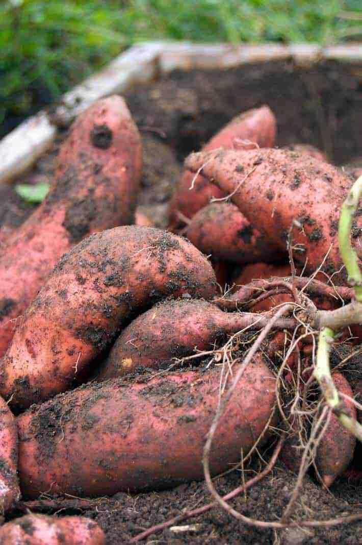 Reddish Brown Sweet Potato Seeds for Planting - Heirloom & Non-GMO Seeds