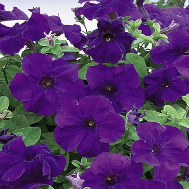 Petunia flower Petunia hybrida Easy Wave Violet pelleted seeds for planting in window boxes or balcony planters