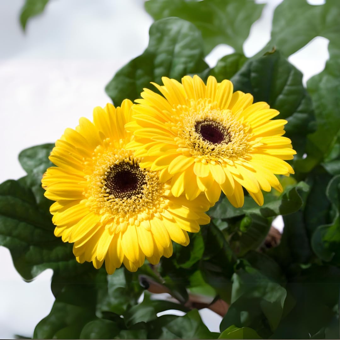 Gerbera Hybrid Perennial Flower - for planting in home garden