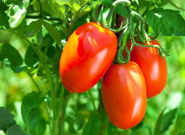 Tomato Solanum lycopersicum Vegetable Seeds for Planting Korean Long Variety in Kitchen Garden