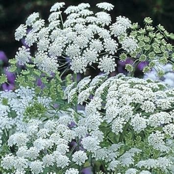 Ammi Majus Seeds for Planting – Organic, Heirloom, Non-GMO Flower Seeds
