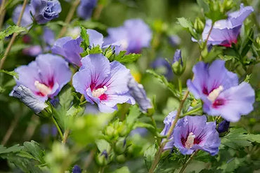Hibiscus Flower Purple Easy Grow Plant Seeds