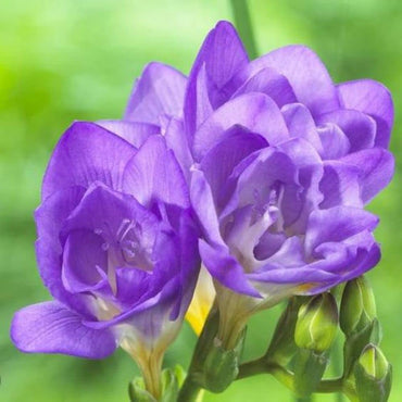 Double Blue Freesia