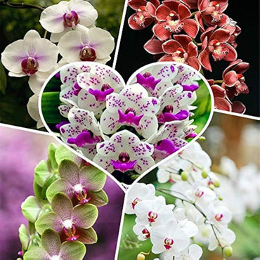 White Cymbidium Orchid Elegant Flower Seeds