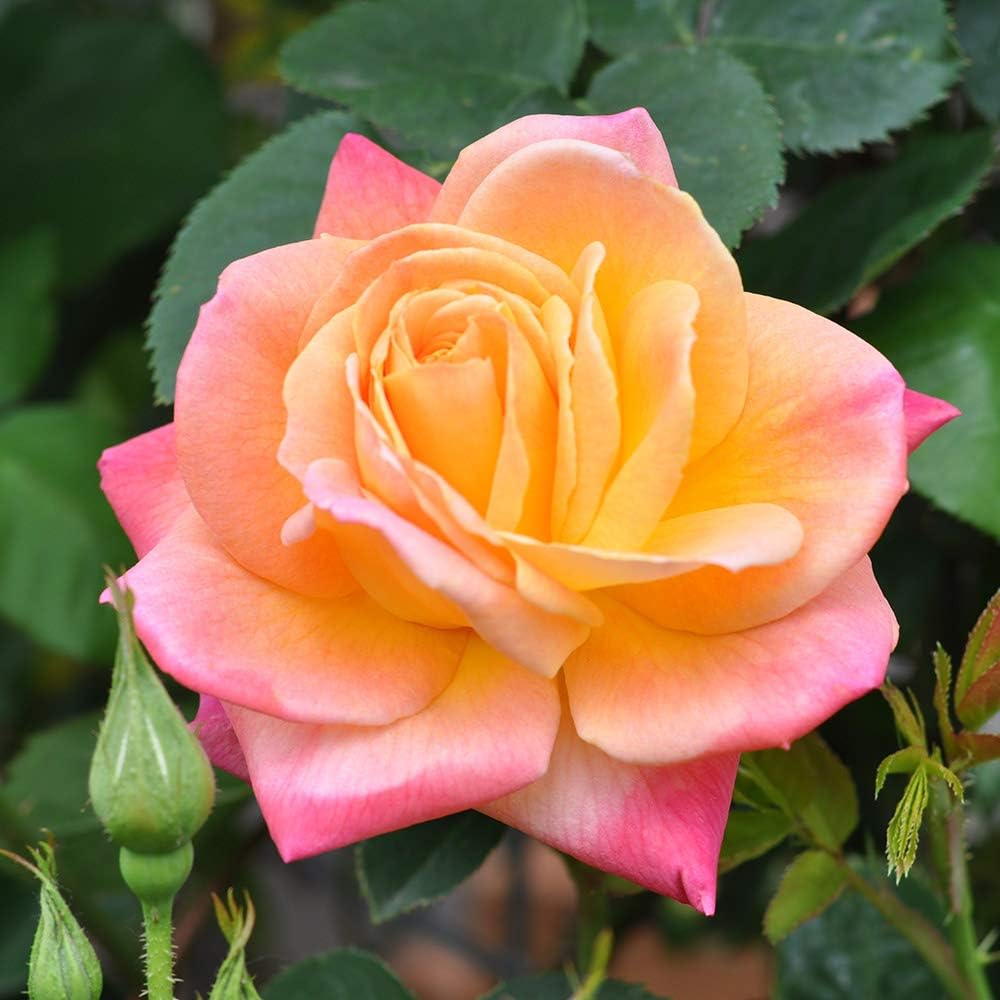 Joseph's Coat Climbing Rose