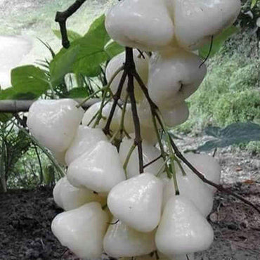 White Chojubai Plant Seeds - Rare and Beautiful Fruit for Your Garden 100 pcs