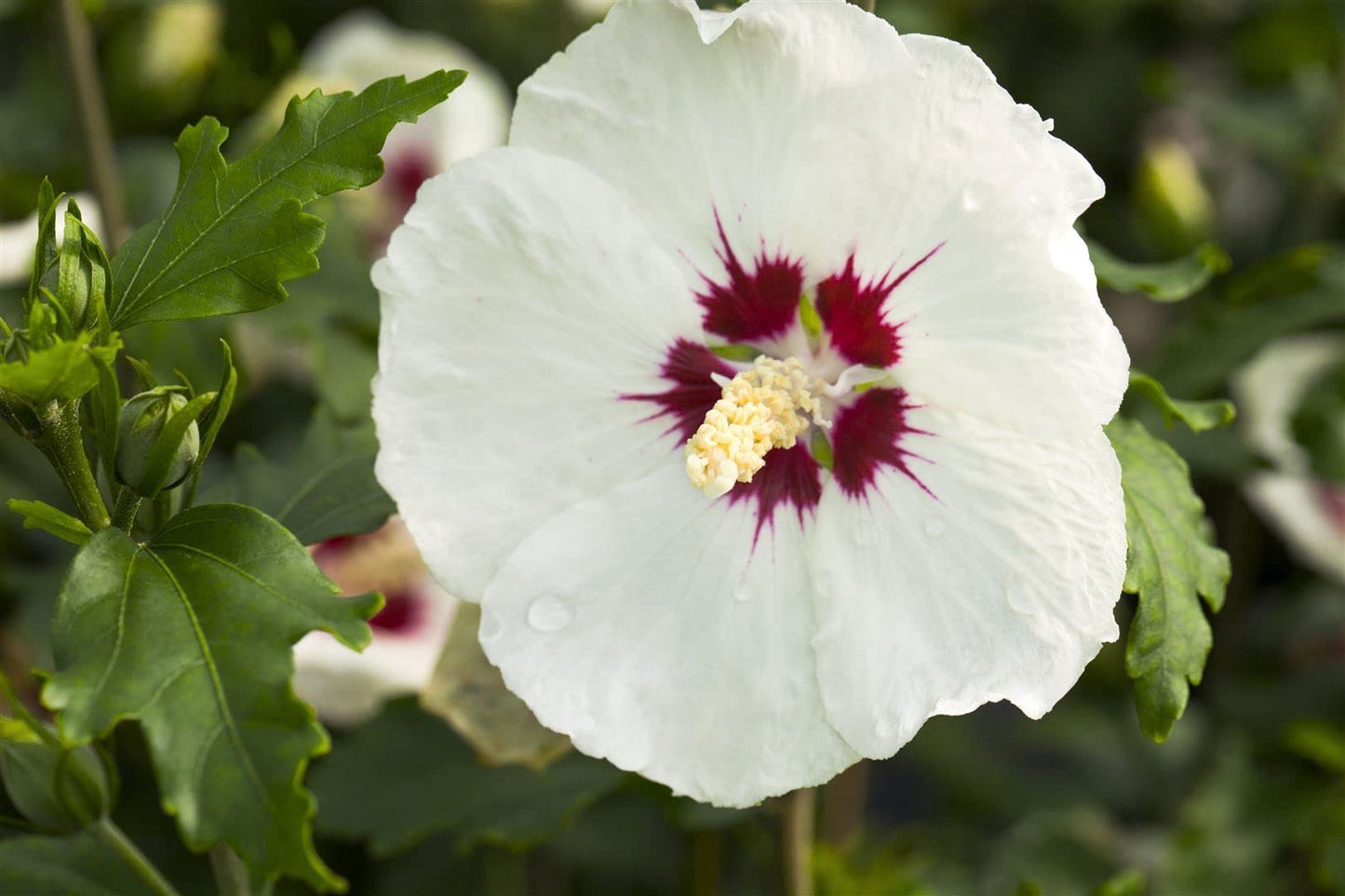 White - Hibiscus for planting in home garden