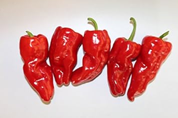 Red De Padron Seeds for Planting - 100 pcs