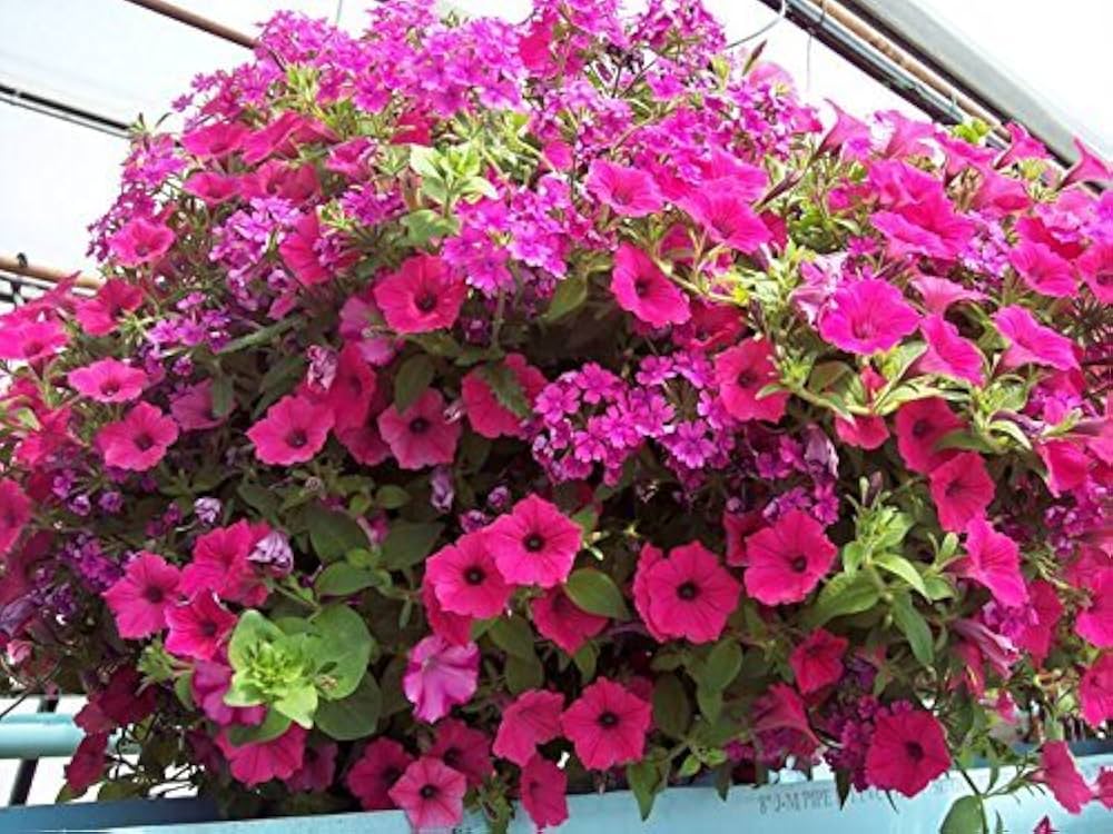 Petunia flower Petunia hybrida Shock Wave Deep Purple seeds for planting in vertical garden pots or home planters
