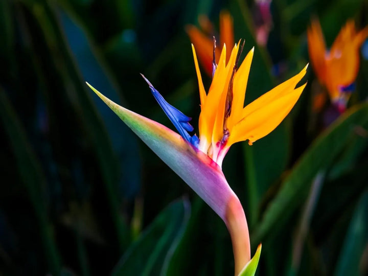 Heirloom Non-GMO Yellow Blue Strelitzia Reginae Flower Seeds for Planting – Bird of Paradise Seeds
