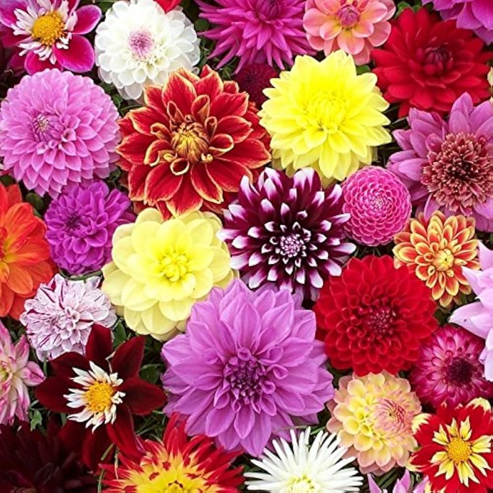 Dahlia Mixed Perennial Flower Seeds