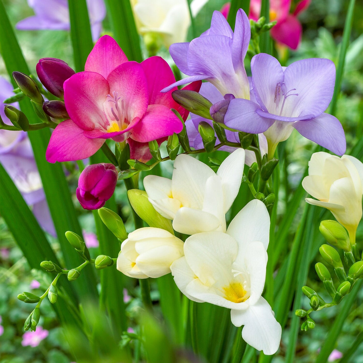 Summer Breeze Freesia Mixture