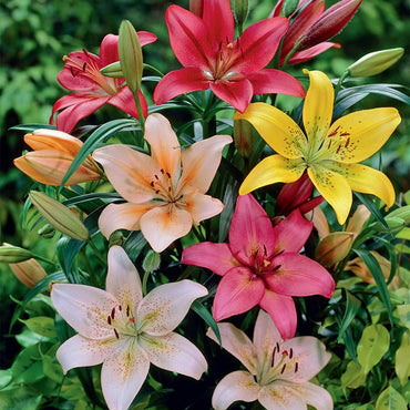 Lily Tree Mixture