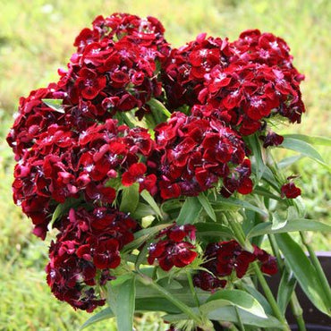 Sweet Black Cherry – Dianthus Seed
