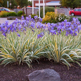 Pallida Variagata Gold Iris