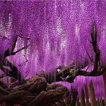 Purple Wisteria Flower Seeds