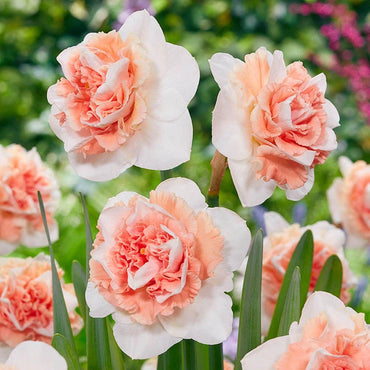 Fire Drill Daffodil Seeds